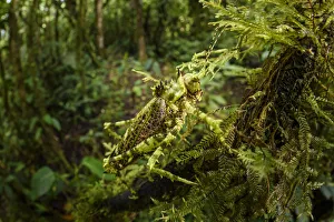 Bush cricket or katydid (Tettigoniidae) with spines, camouflaged amongst moss. Forest Bush cricket or katydid (Tettigoniidae) with spines, camouflaged amongst moss. Forest