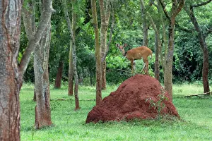 Wildlife In Uganda Prints: Bushbuck (Tragelaphus scriptus scriptus) standing on top of large termite mound among trees