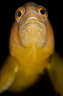 Butterfish (Pholis gunnellus) portrait. Gardur, south west Iceland. North Atlantic Ocean Butterfish (Pholis gunnellus) portrait. Gardur, south west Iceland. North Atlantic Ocean