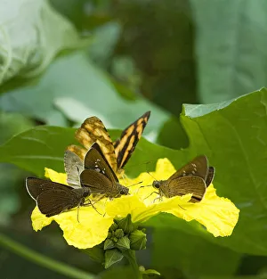 Butterflies and day flying moths feed from Loofah flower (Luffa cylindrica) and pick Butterflies and day flying moths feed from Loofah flower (Luffa cylindrica) and pick