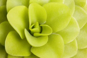 Butterwort (Pinguicula gigantea) leaves, insectivorous plants, cultivated specimen Butterwort (Pinguicula gigantea) leaves, insectivorous plants, cultivated specimen