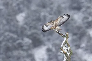 Buzzard (Buteo buteo) perched on alder snag, Cairngorms National Park, Scotland, UK Buzzard (Buteo buteo) perched on alder snag, Cairngorms National Park, Scotland, UK