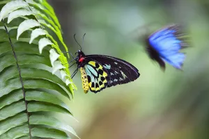 Cairns birdwing butterfly (Ornithoptera priamus) male on fern leaf and Blue Mountain Cairns birdwing butterfly (Ornithoptera priamus) male on fern leaf and Blue Mountain