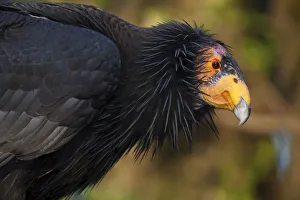 California condor (Gymnogyps californianus), IUCN Critically Endangered, captive California condor (Gymnogyps californianus), IUCN Critically Endangered, captive