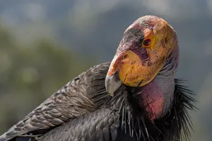 California condor (Gymnogyps californianus). in wild, Baja, Mexico California condor (Gymnogyps californianus). in wild, Baja, Mexico