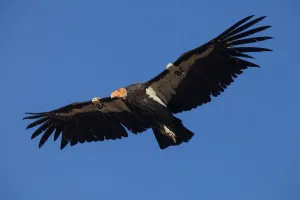 California condor (Gymnogyps californianus) in flight, wings radio tagged California condor (Gymnogyps californianus) in flight, wings radio tagged