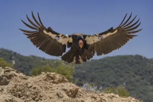 California condor (Gymnogyps californianus) landing, forest in background California condor (Gymnogyps californianus) landing, forest in background