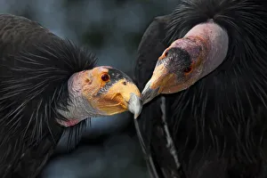 California condors (Gymnnogyps californicus) interacting. Captive. Endangered species California condors (Gymnnogyps californicus) interacting. Captive. Endangered species