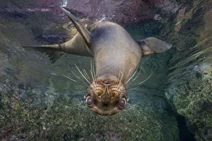 California sea lion (Zalophus californianus) looking down from the surface. Los Islotes California sea lion (Zalophus californianus) looking down from the surface. Los Islotes