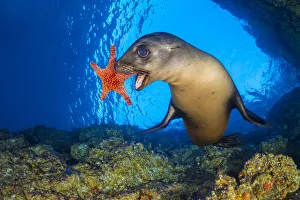 California sea lion (Zalophus californianus) uses a Panamic cushion star California sea lion (Zalophus californianus) uses a Panamic cushion star