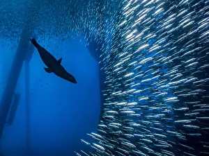 California sea lion (Zalophus californianus) bursts through a school of Pacific chub California sea lion (Zalophus californianus) bursts through a school of Pacific chub
