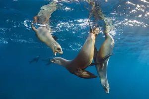 California sea lions (Zalophus californianus) group playing in the sun in the early morning California sea lions (Zalophus californianus) group playing in the sun in the early morning