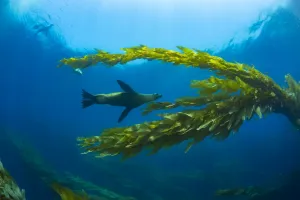 California sea lions (Zalophus californianus) playing in a kelp forest off Santa Barbara Island California sea lions (Zalophus californianus) playing in a kelp forest off Santa Barbara Island