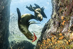California sealion, (Zalophus californianus), playing with seastar, Los Islotes, Sea of Cortez California sealion, (Zalophus californianus), playing with seastar, Los Islotes, Sea of Cortez