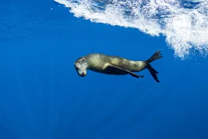 California sealion (Zalophus californianus) swimming. Magdalena Bay, Baja California Sur California sealion (Zalophus californianus) swimming. Magdalena Bay, Baja California Sur