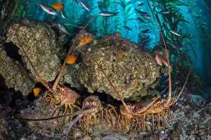 Four California spiny lobsters (Panulirus interruptus) shelter beneath a boulder in a kelp forest Four California spiny lobsters (Panulirus interruptus) shelter beneath a boulder in a kelp forest