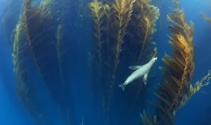 Californian sea lion (Zalophus californianus) in Giant kelp (Macrocystis pyrifera) forest Californian sea lion (Zalophus californianus) in Giant kelp (Macrocystis pyrifera) forest