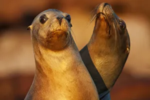 Californian sea lion (Zalophus californianus), Los Islotes Californian sea lion (Zalophus californianus), Los Islotes