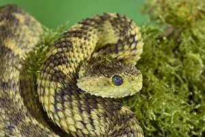 Cameroon bush viper (Atheris broadleyi) captive occurs in West Africa Cameroon bush viper (Atheris broadleyi) captive occurs in West Africa
