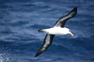 Campbell albatross (Diomedea melanophrys impavida) over sea south of Campbell Islands Campbell albatross (Diomedea melanophrys impavida) over sea south of Campbell Islands
