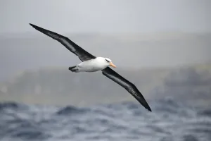 Campbell albatross (Thalassarche impavida), flying off Campbell Island Campbell albatross (Thalassarche impavida), flying off Campbell Island