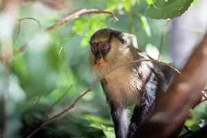 West African Monkeys Prints: Campbell's monkey (Cercopithecus campbelli) sitting in tree