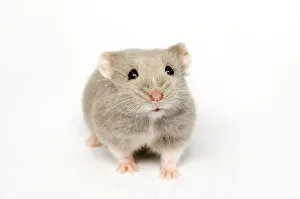 Campbells Russian dwarf hamster (Phodopus campbelli) opal colour form Campbells Russian dwarf hamster (Phodopus campbelli) opal colour form