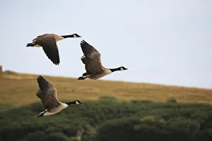 Canada geese (Branta canadensis) in flight at Abbotsbury Swannery, Abbotsbury, Dorset, England, UK Canada geese (Branta canadensis) in flight at Abbotsbury Swannery, Abbotsbury, Dorset, England, UK