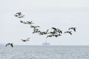 Canada geese (Branta canadensis) flock in flight, Moray Firth, Highlands, Scotland. June Canada geese (Branta canadensis) flock in flight, Moray Firth, Highlands, Scotland. June