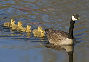 Canada goose (Branta canadensis) adult swimming leading five goslings, Ithaca, New York Canada goose (Branta canadensis) adult swimming leading five goslings, Ithaca, New York