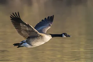 Canada Goose (Branta canadensis) in flight. Gilbert Water Ranch, Arizona, USA. January Canada Goose (Branta canadensis) in flight. Gilbert Water Ranch, Arizona, USA. January