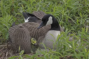 Canada Goose (Branta canadensis) on nest with goslings, New York, USA Canada Goose (Branta canadensis) on nest with goslings, New York, USA