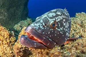 Canary fish (Epinephelus marginatus) in reef. El Hierro, Canary Islands Canary fish (Epinephelus marginatus) in reef. El Hierro, Canary Islands