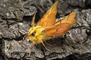 Canary-shouldered thorn moth (Ennomos alniaria) on bark. Peak District National Park Canary-shouldered thorn moth (Ennomos alniaria) on bark. Peak District National Park