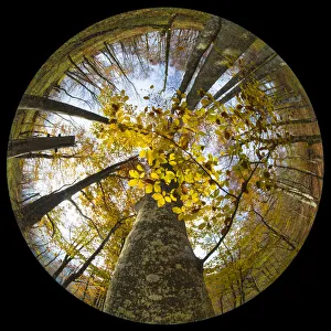 Canopy of a Beech woodland (Fagus sylvatica) in autumn through a circular fisheye lens Canopy of a Beech woodland (Fagus sylvatica) in autumn through a circular fisheye lens