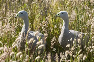Cape Barren goose (Cereopsis novaehollandiae) in grass, Phillip Island Nature Park Cape Barren goose (Cereopsis novaehollandiae) in grass, Phillip Island Nature Park