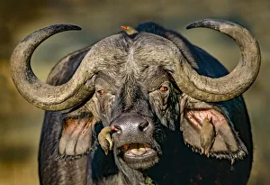 Cape buffalo (Syncerus caffer caffer) portrait, Red-billed oxpeckers (Buphagus erythrorhynchus) Cape buffalo (Syncerus caffer caffer) portrait, Red-billed oxpeckers (Buphagus erythrorhynchus)
