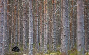 Capercaillie (Tetrao urogallus) in forest habitat, Jalasjarvi, Finland, April Capercaillie (Tetrao urogallus) in forest habitat, Jalasjarvi, Finland, April