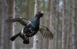 Capercaillie (Tetrao urogallus) male in flight, Jalasjarvi, Finland, April Capercaillie (Tetrao urogallus) male in flight, Jalasjarvi, Finland, April