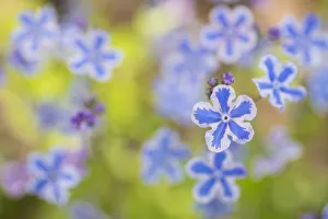 Cappadocian navelwort (Omphalodes cappadocica) native to Turkey and the Caucasus Cappadocian navelwort (Omphalodes cappadocica) native to Turkey and the Caucasus