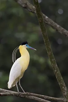 Capped heron (Pilherodius pileatus) perched on branch, Yasuni National Park, Orellana Capped heron (Pilherodius pileatus) perched on branch, Yasuni National Park, Orellana