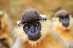 Capped langur (Trachypithecus pileatus), Trishna Wildlife Sanctuary, Tripura State, India Capped langur (Trachypithecus pileatus), Trishna Wildlife Sanctuary, Tripura State, India