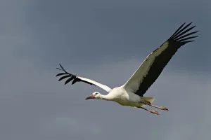 Captive reared juvenile White stork (Ciconia ciconia) in flight over the Knepp Estate Captive reared juvenile White stork (Ciconia ciconia) in flight over the Knepp Estate