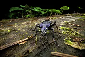Close Up Insect Photography Prints: Carabid beetle (Carabus problematicus) portrait, Lucerne, Switzerland. September
