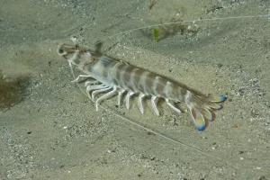 Caramote prawn (Penaeus kerathurus) Larvotto Marine Reserve, Monaco, Mediterranean Sea Caramote prawn (Penaeus kerathurus) Larvotto Marine Reserve, Monaco, Mediterranean Sea