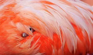 Caribbean Flamingo (Phoenicopterus ruber) chick under the wing of protective parent Caribbean Flamingo (Phoenicopterus ruber) chick under the wing of protective parent