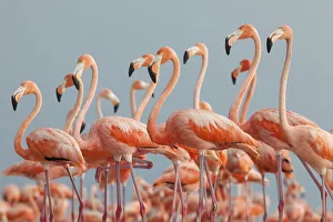 Caribbean flamingo (Phoenicopterus ruber) flock, Ria Lagartos Biosphere Reserve Caribbean flamingo (Phoenicopterus ruber) flock, Ria Lagartos Biosphere Reserve