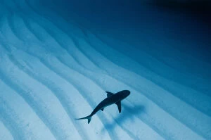 Images Dated 17th March 2006: Caribbean reef shark (Carcharhinus perezi) over sand ripples, Walkers Cay, Bahamas