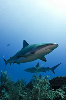 Caribbean reef shark (Carcharhinus perezi) Jardines de la Reina National Park, Cuba Caribbean reef shark (Carcharhinus perezi) Jardines de la Reina National Park, Cuba