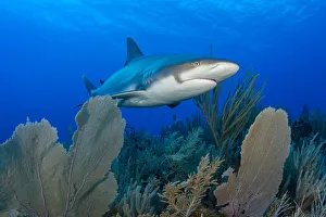 Caribbean reef shark (Carcharhinus perezi) swimming over Common sea fans (Gorgonia Caribbean reef shark (Carcharhinus perezi) swimming over Common sea fans (Gorgonia